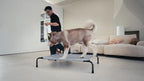 Elevated raised cooling dog cot