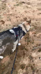 No-pull reflective dog harness