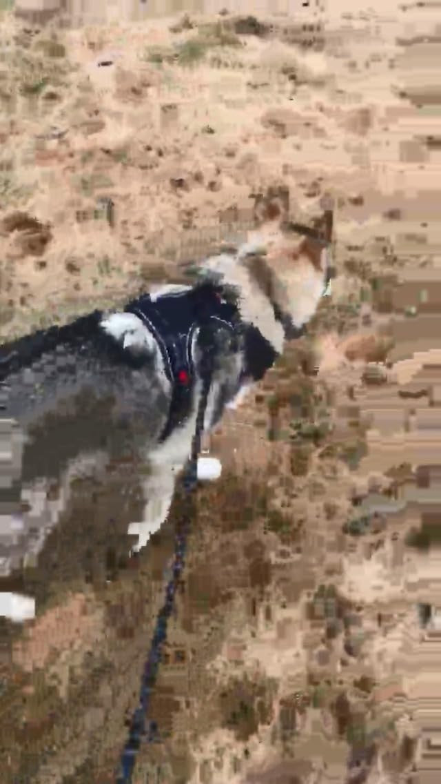 No-pull reflective dog harness